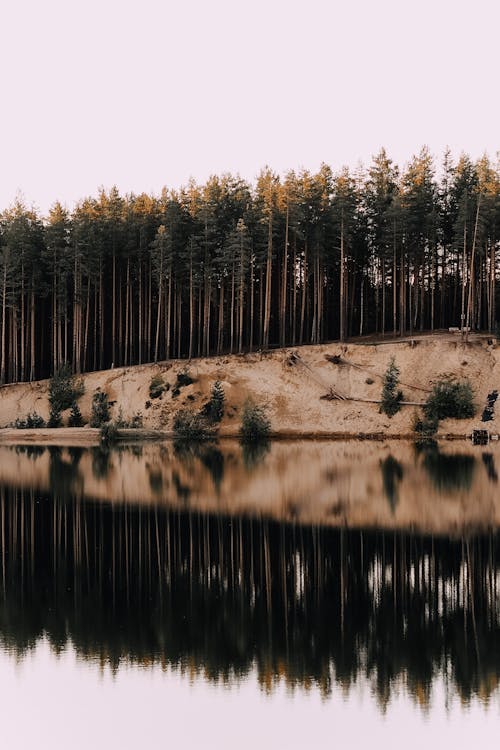 Trees Reflection over the Lake Surface