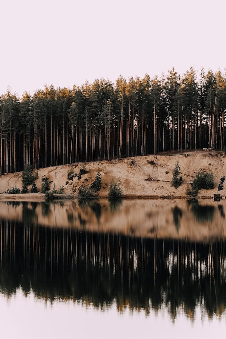 Trees Reflection Over The Lake Surface