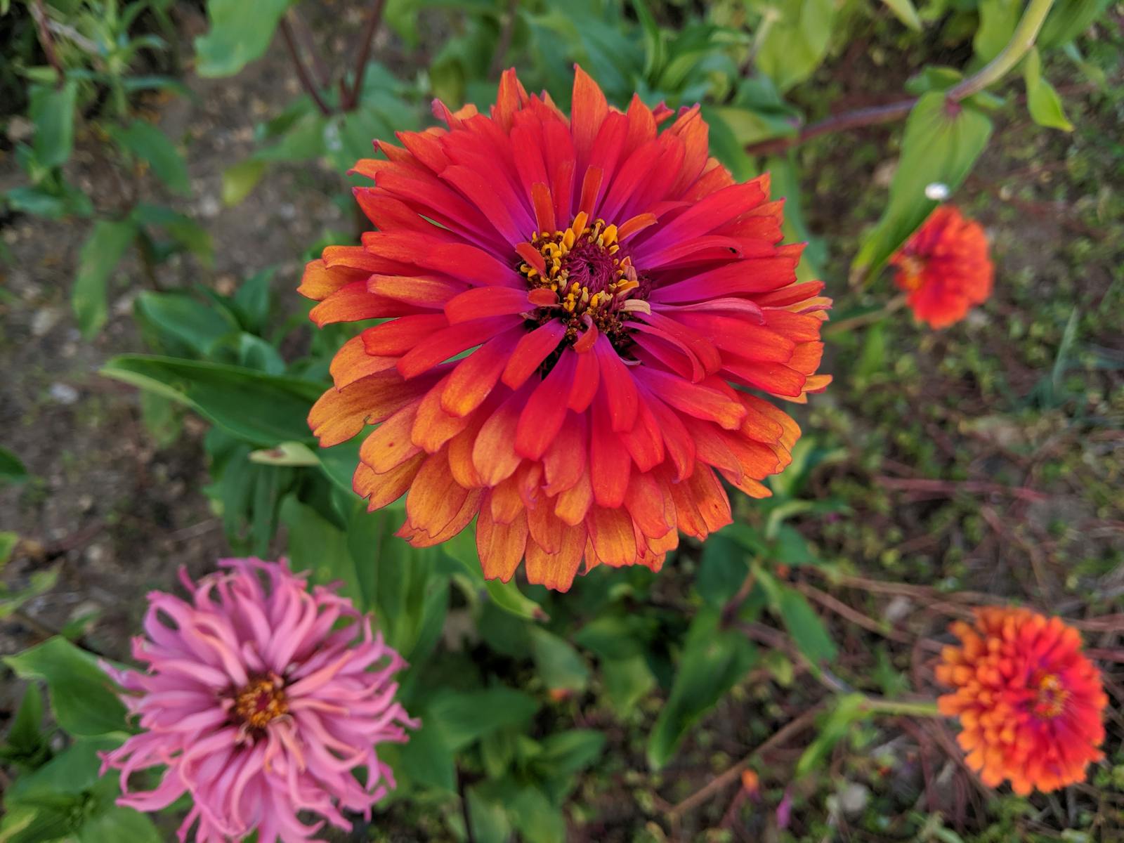 人類直立行走何時開始?2026年最新科學發現如何重塑演化史與未來人類進化預測 人類直立行走何時開始?2026年最新科學發現如何重塑演化史與未來人類進化預測