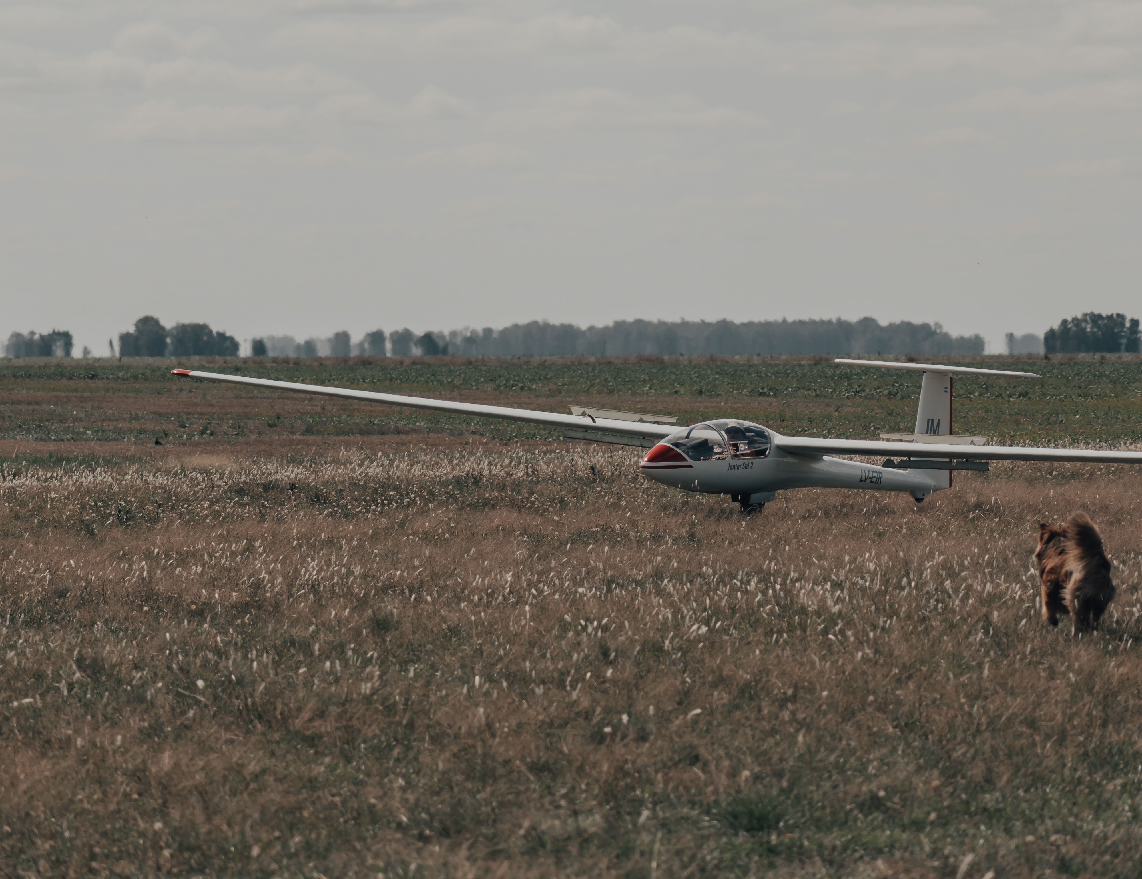 A glider aircraft stationed on a grassy field with an animal in the foreground.