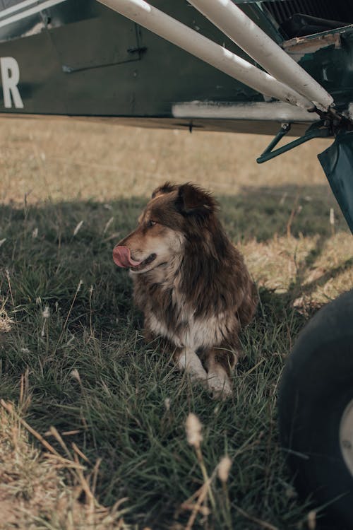 Dog Sitting on Grass Under a Plane