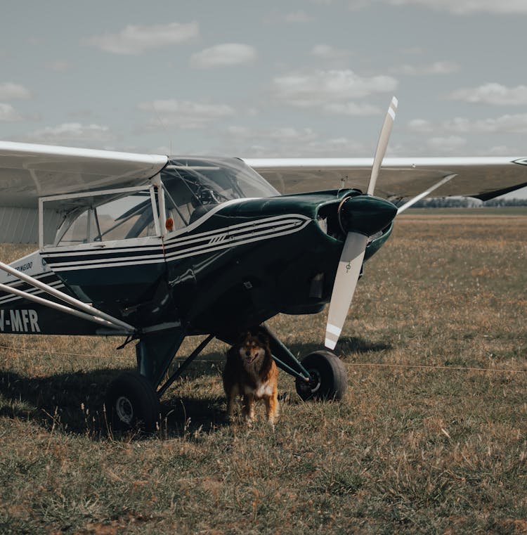 Dog Standing Under An Airplane