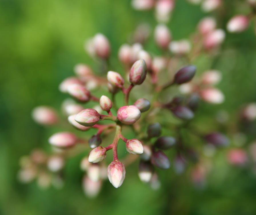 無料 赤と白の植物の選択的焦点写真 写真素材