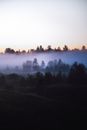 Fog Surrounded by Trees