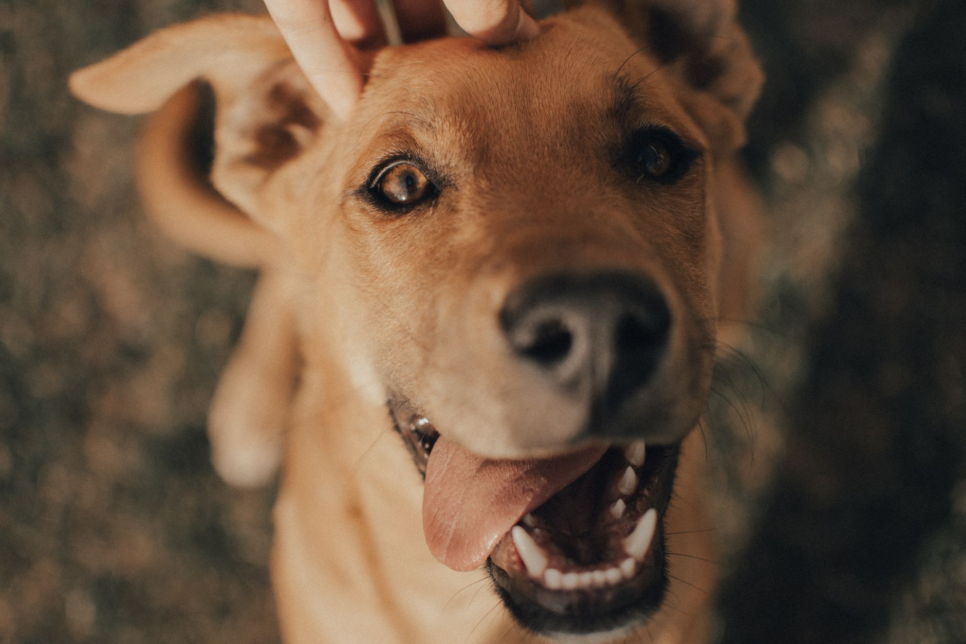 A dog undergoing diagnostic blood testing at a veterinary clinic