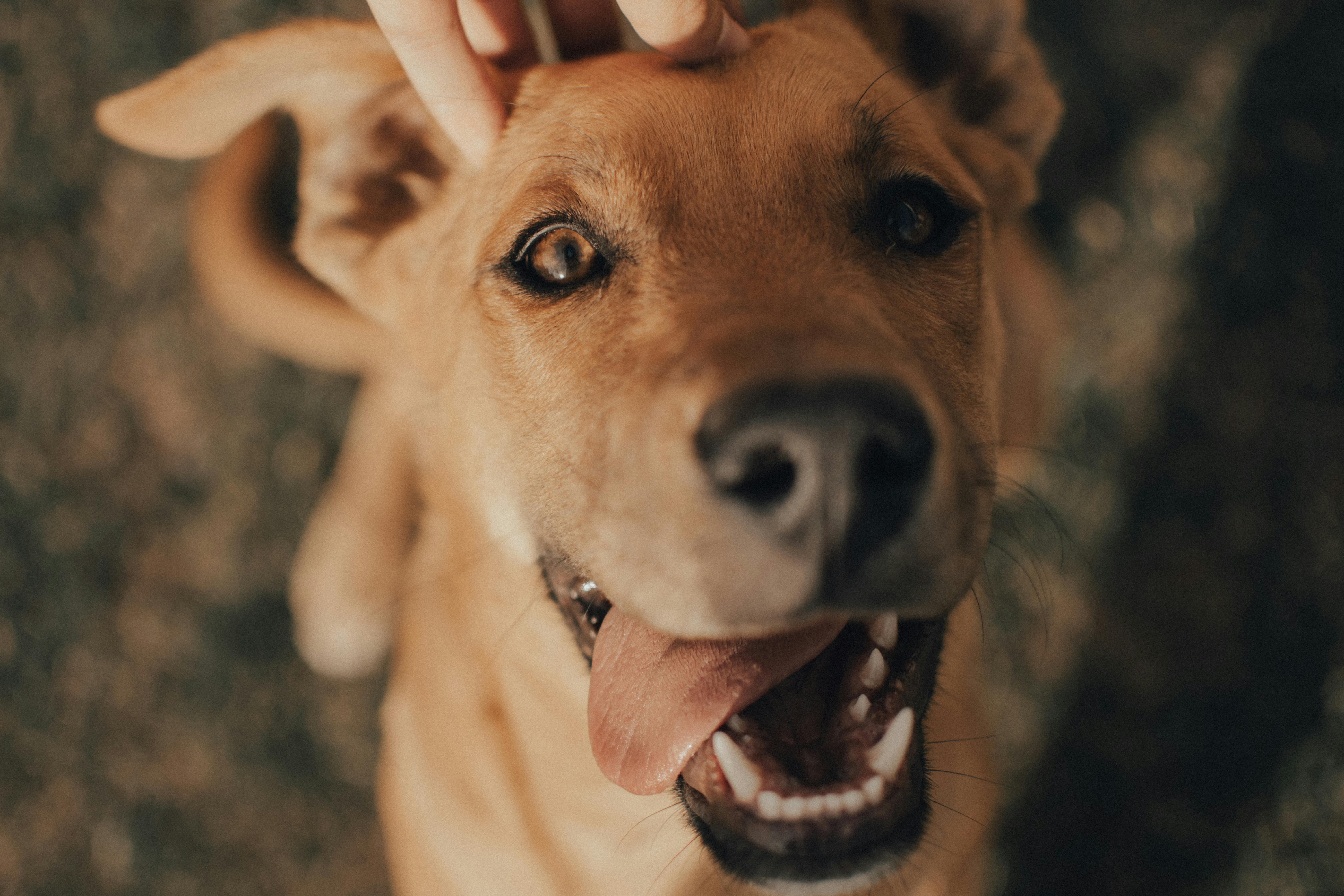 Dog Owners and their Pet Dog · Free Stock Photo