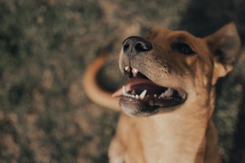 Bezpłatne Darmowe zdjęcie z galerii z fotografia zwierzęcia, język, pies Zdjęcie z galerii