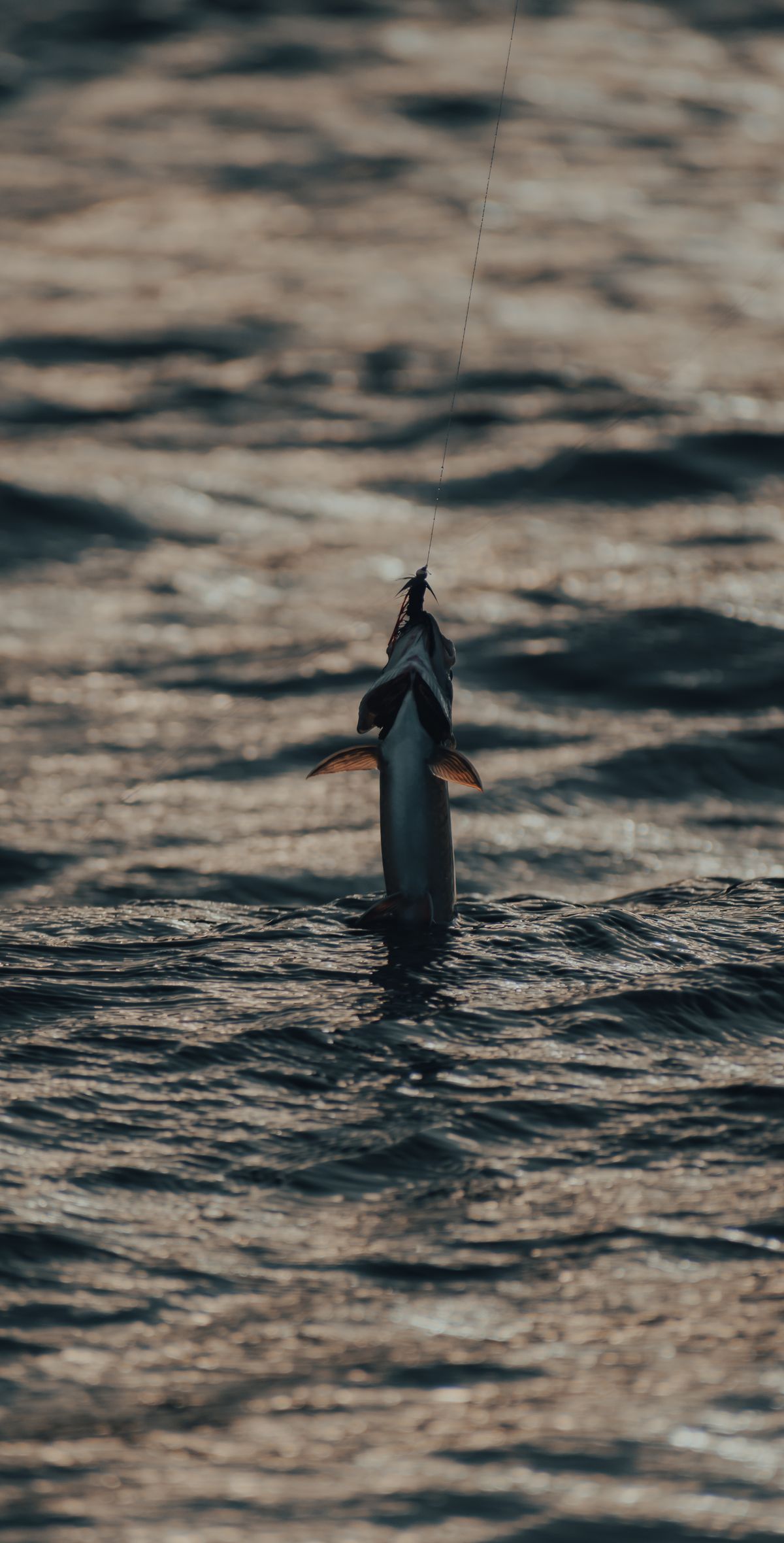A game fish breaking the surface on the line at sunset