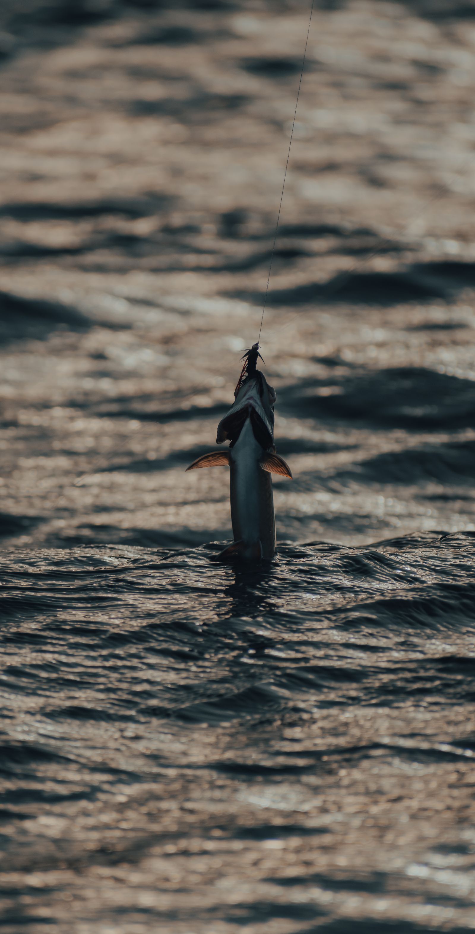 Angler working the calm water at sunset ahead of a night gigging trip