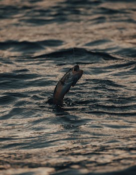 A fish struggles on a fishing line above rough sea waves, creating dramatic water ripples at dusk.