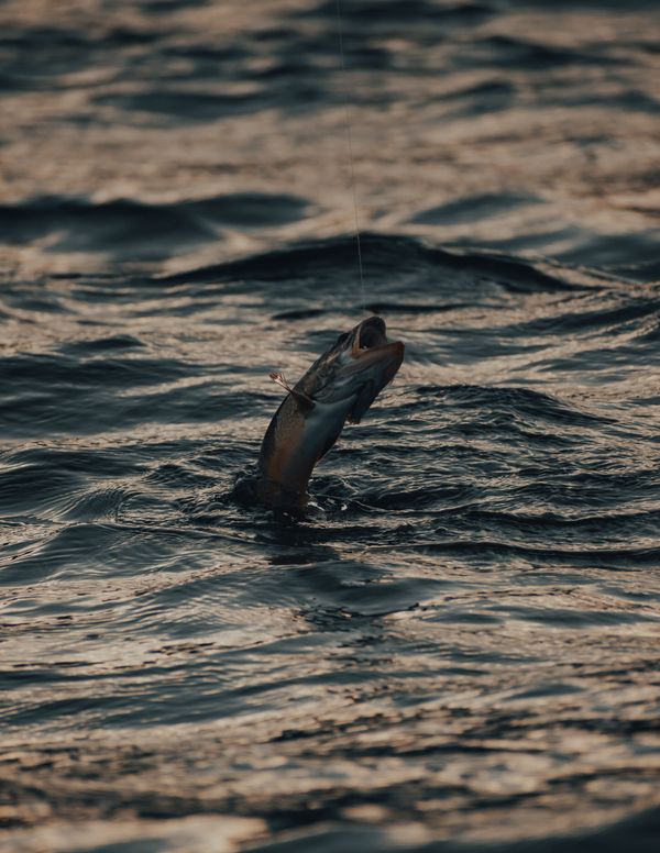 Isca fisgando o peixe na água