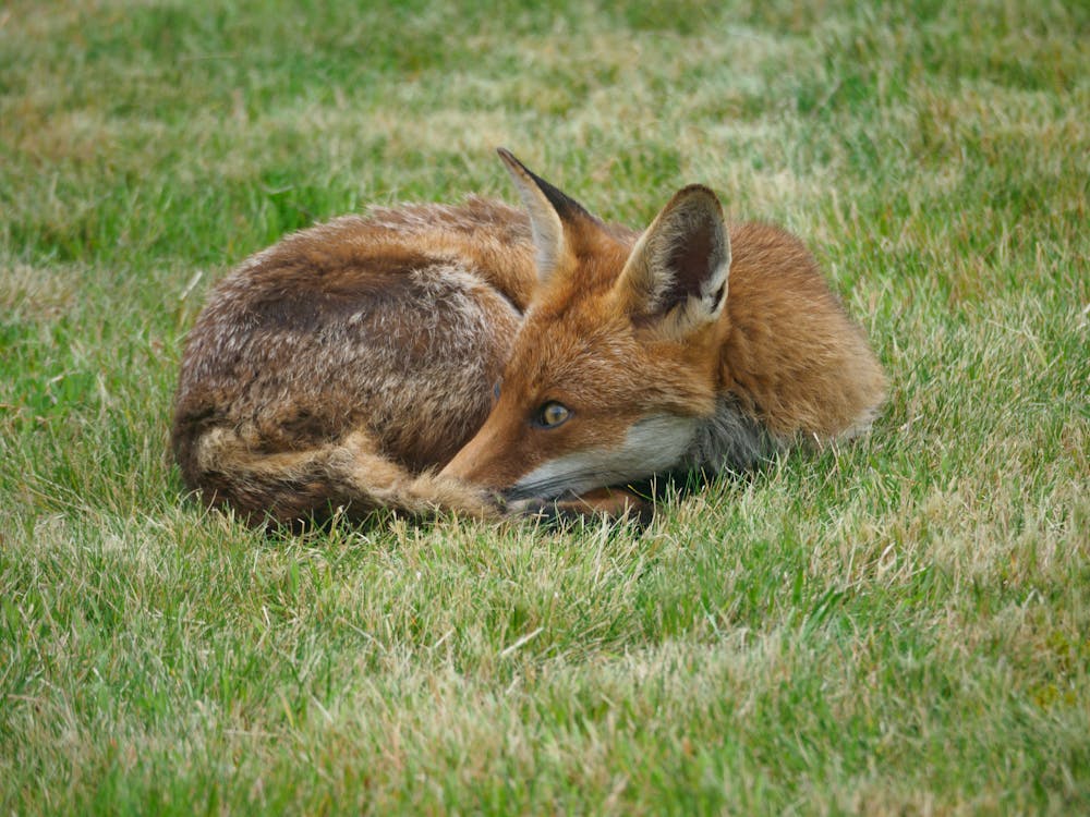 Free A Red Fox Lying on the Grass  Stock Photo