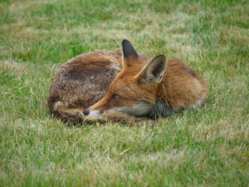 A Red Fox on the Grass 