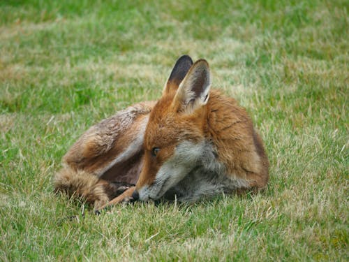 Brown Fox on Green Grass