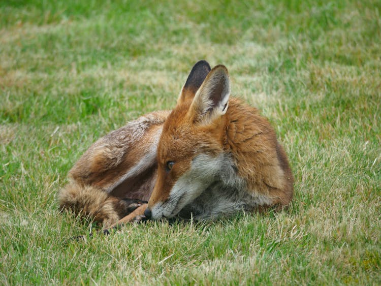 Brown Fox On Green Grass