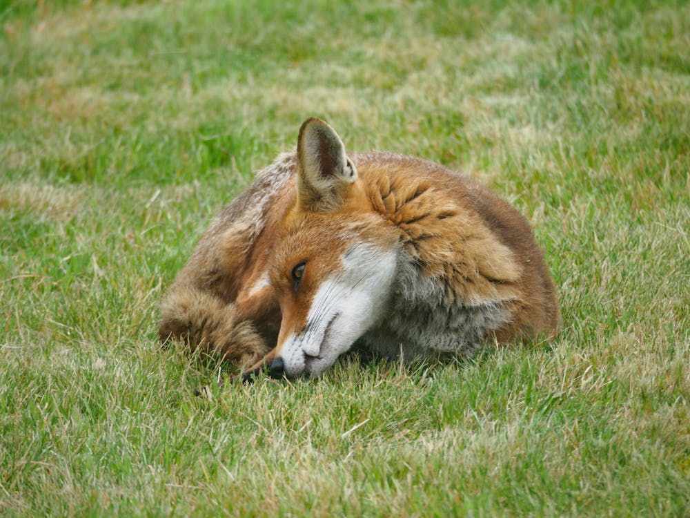Red Fox on Green Grass