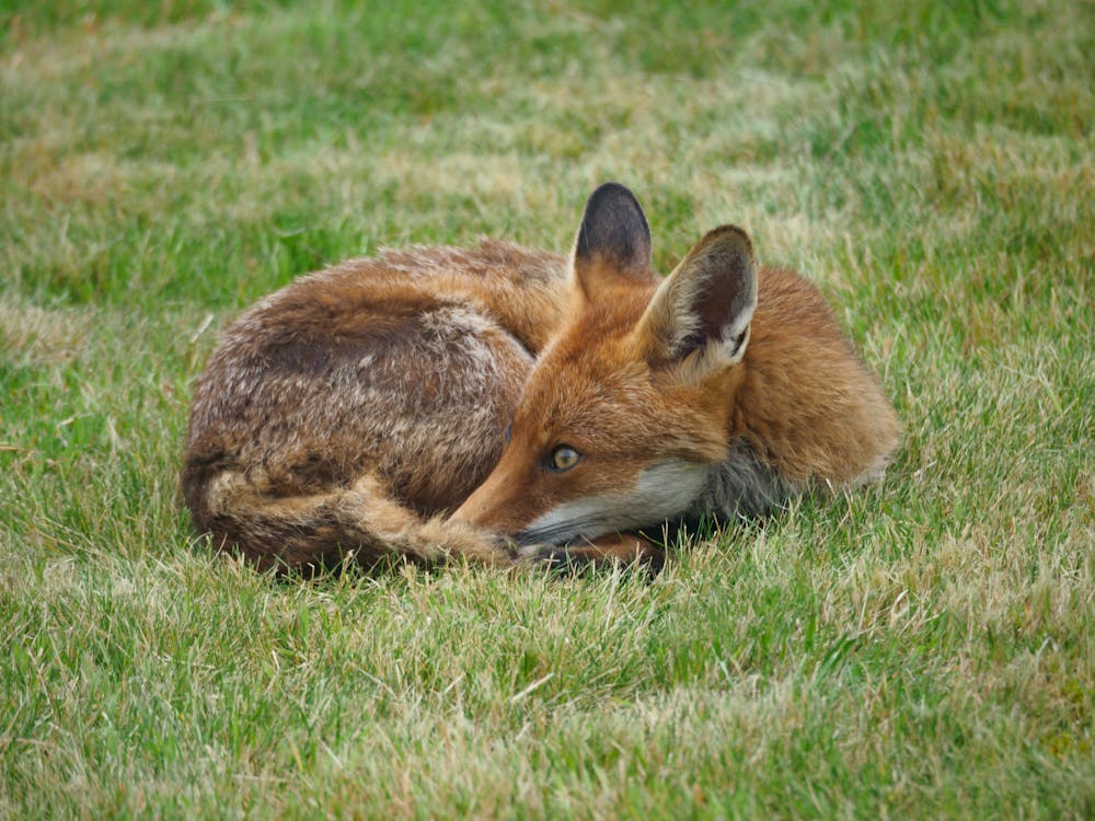 Free Red Fox on Green Grass Stock Photo