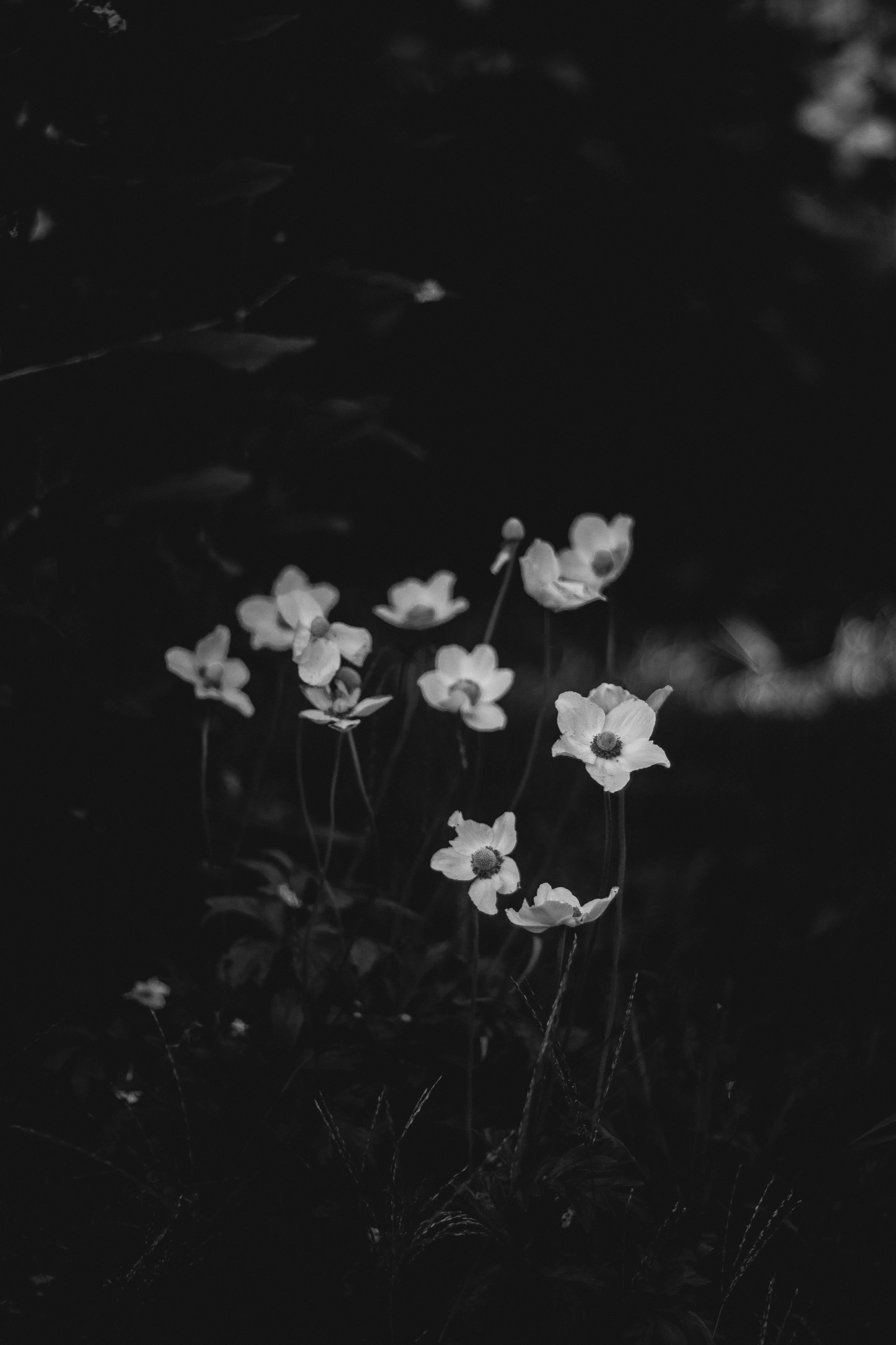 Hoa trắng: Tận hưởng sự thanh lịch và tuyệt đẹp của những bức ảnh hoa trắng tinh khiết. Điểm nhấn này sẽ mang lại cho bạn cảm giác bình yên như trong vườn hoa nơi những bông hoa trắng thơm ngát. Nếu bạn muốn tìm kiếm những hình ảnh đầy cảm hứng về hoa, thì chắc hẳn bạn không nên bỏ qua những bức ảnh này.