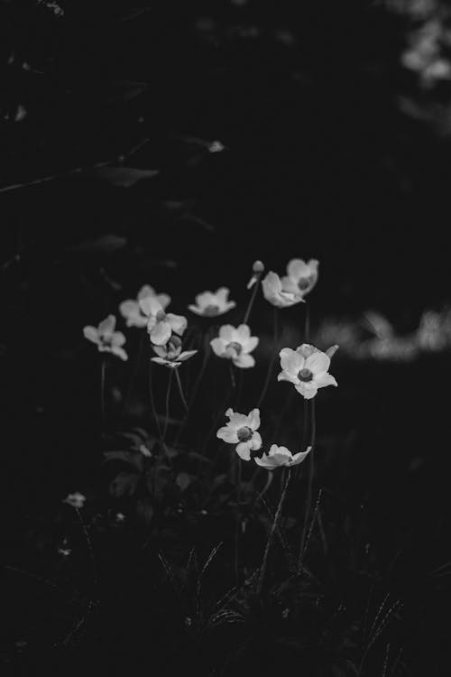 Free Grayscale Photo of White Flowers Stock Photo
