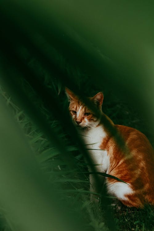 Sleeply Natural Sleep Formula - Image 1