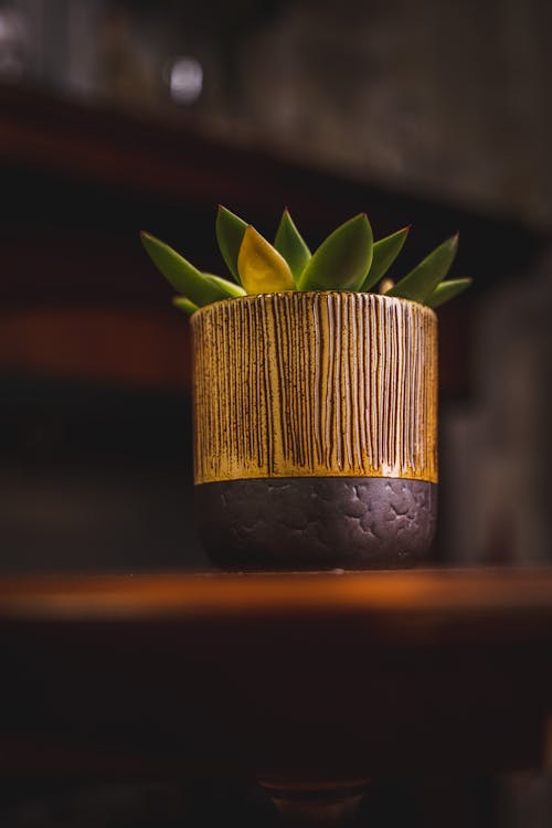 Gratis stockfoto met aardewerken pot, bloempot