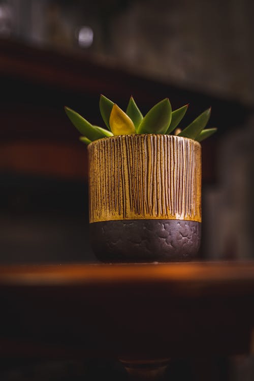 Free stock photo of clay pot, pot