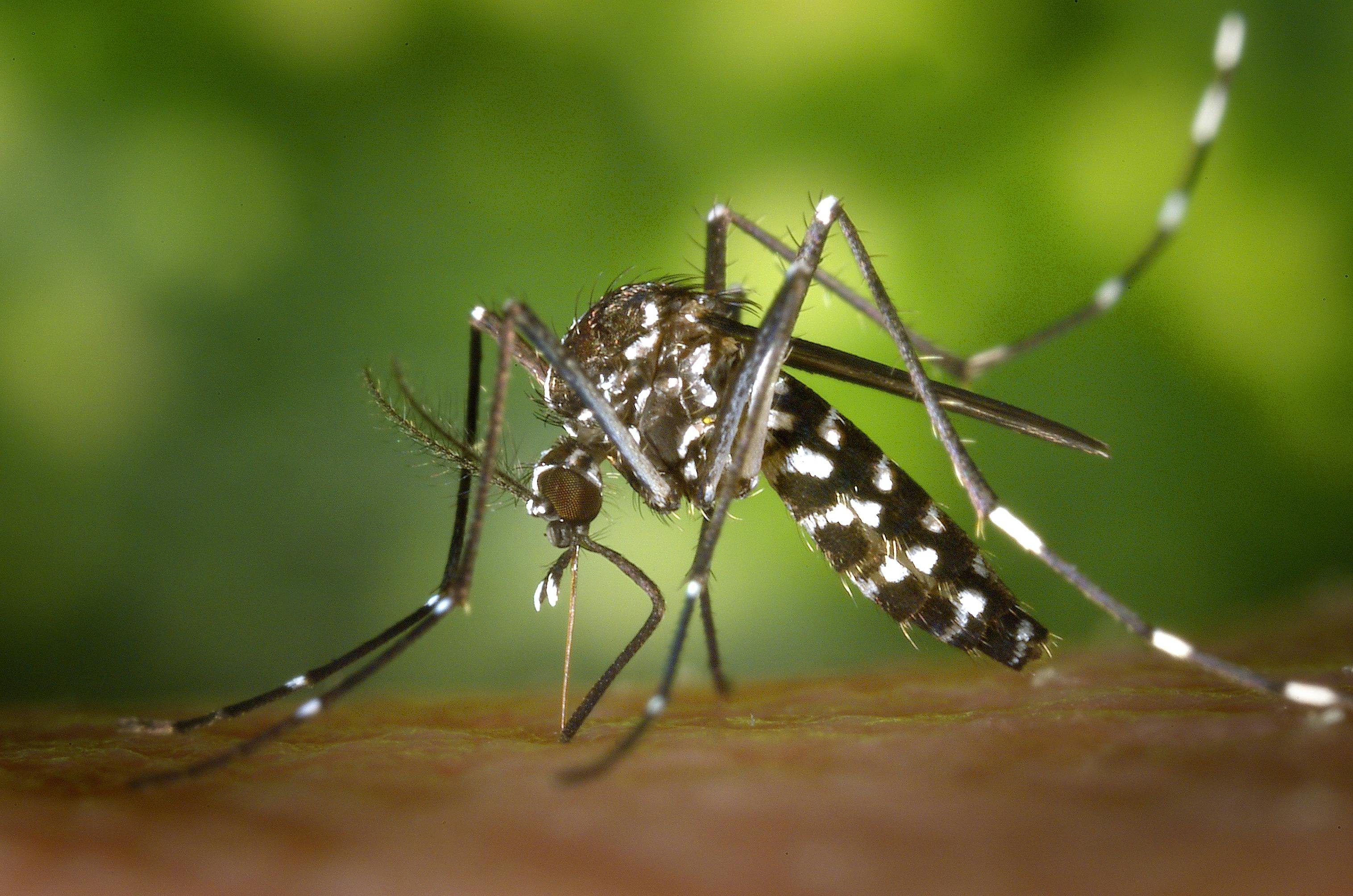 Mosquito del Dengue con rayas blancas
