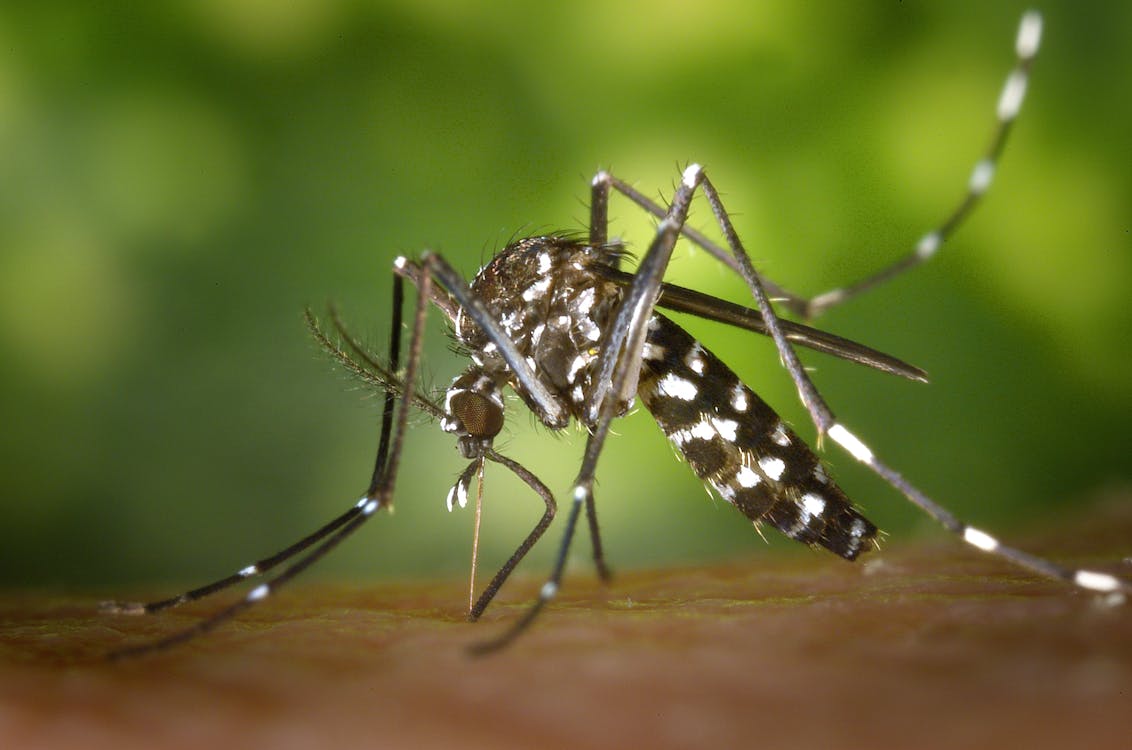 ▼屈公病與登革熱的傳播路徑都是藉由蚊子傳遞。（示意圖／pexels）
