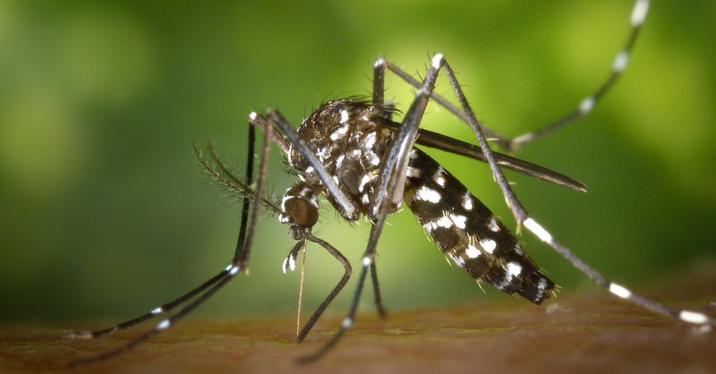 Moustique tigre : éliminer les gîtes larvaires et reconnaître une piqûre