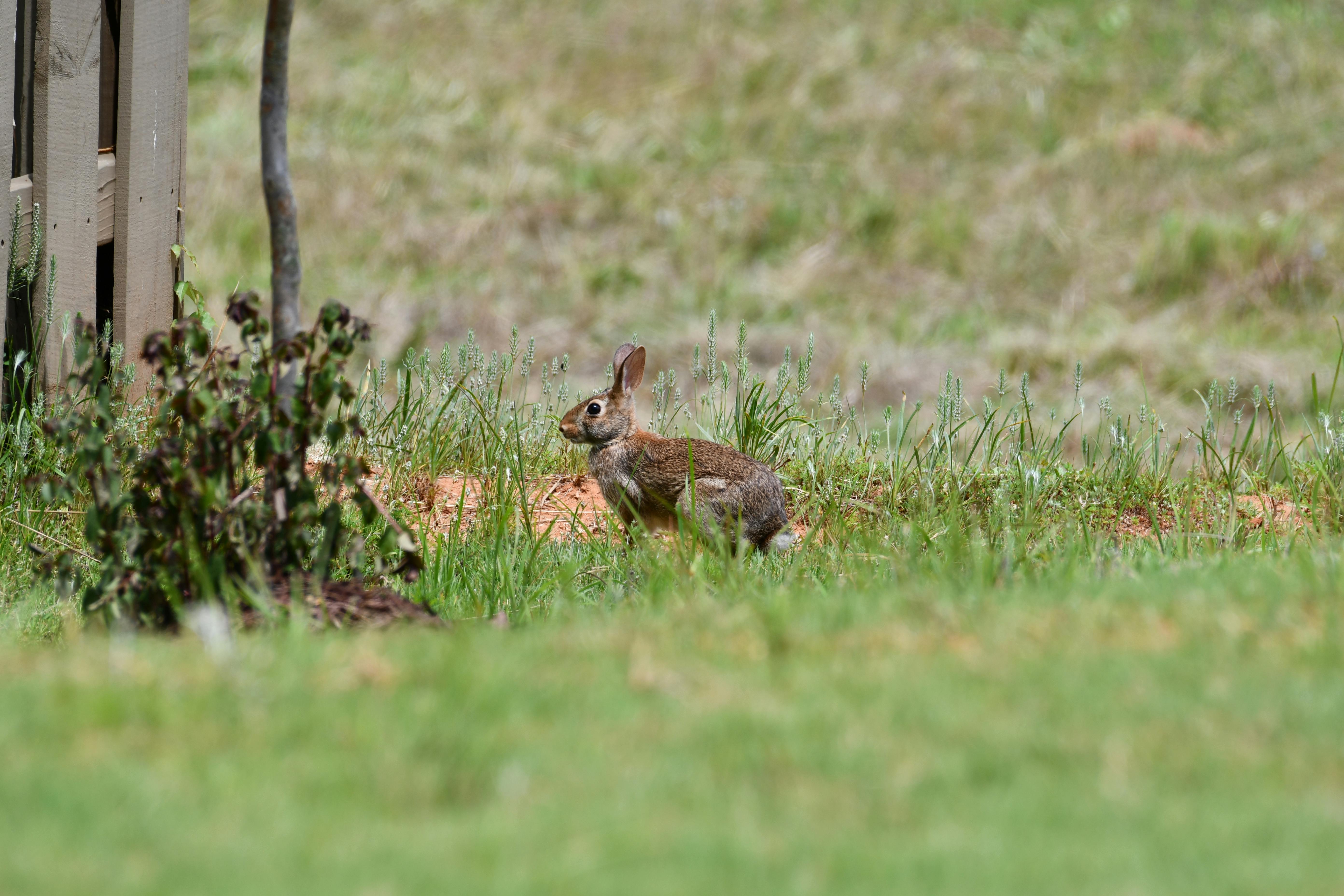 Dust Bunny movie review &amp; film summary — Photo by Brian Forsyth on Pexels