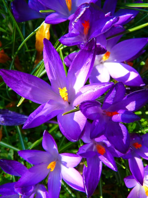 Purple Yellow Petaled Flowers