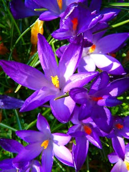 在阳光明媚的春天花园里，一个迷人的特写镜头生动地展现了盛开的紫色番红花