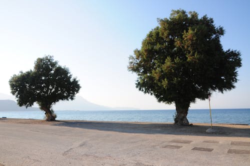 Immagine gratuita di alberi verdi, giorno soleggiato, mare