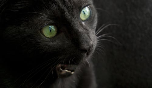 무료 검은색, 고양이, 귀여운의 무료 스톡 사진