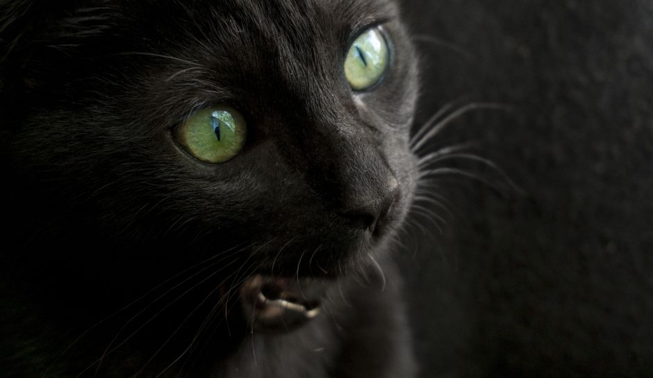 Detailed close-up of a black cat with vibrant green eyes and expressive whiskers.