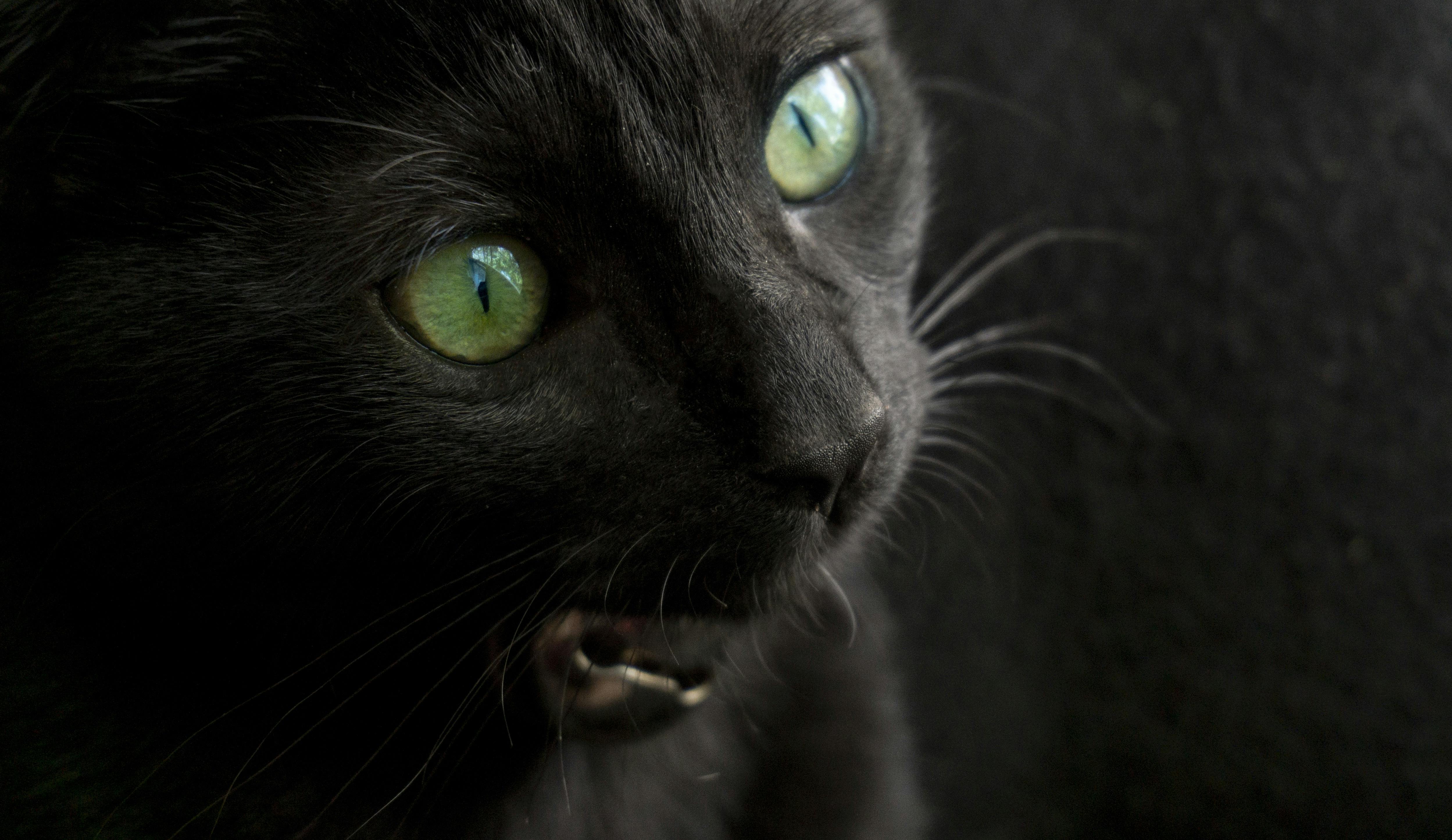 fluffy black cats with green eyes