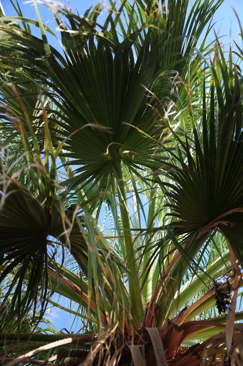 Immagine gratuita di foglia di palma, foglie di palma, palma