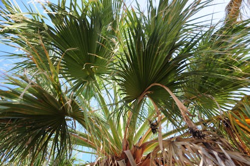 Immagine gratuita di foglia di palma, foglie di palma, palma