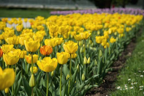 Free A stunning field of yellow tulips in full bloom under the spring sun. Stock Photo