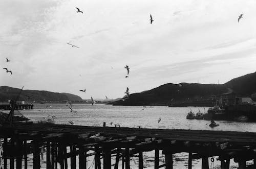 Grayscale Photo of Birds Flying Over a Wooden Dock
