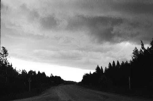 Foto d'estoc gratuïta de alba, arbres, blanc i negre