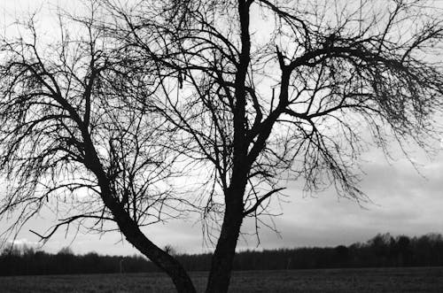 A Leafless Tree in Black and White 