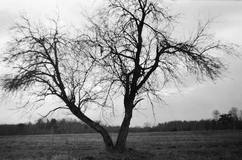Monochrome Photograph of a Tree Without Leaves