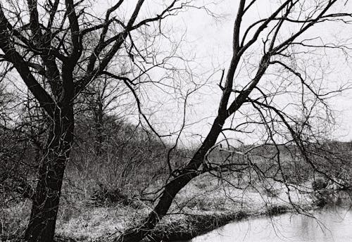 Бесплатное стоковое фото с безлистные, голое дерево, монохромный