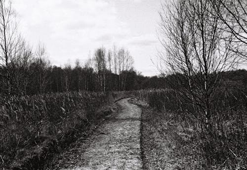 Gratis arkivbilde med bladløse trær, gangvei, landsbygd