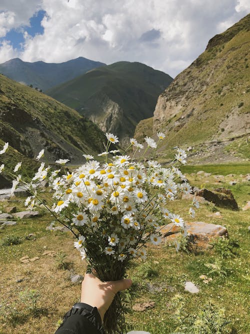 Fotobanka s bezplatnými fotkami na tému biele kvety, držanie, exteriéry