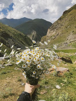 A hand holds a bouquet of chamomile flowers in the scenic highlands of Dagestan, Russia.