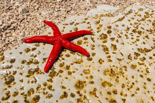 Free stock photo of nature, sea, starfish
