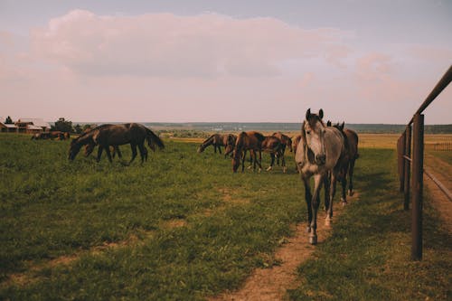 Horses on a Grassy Field
