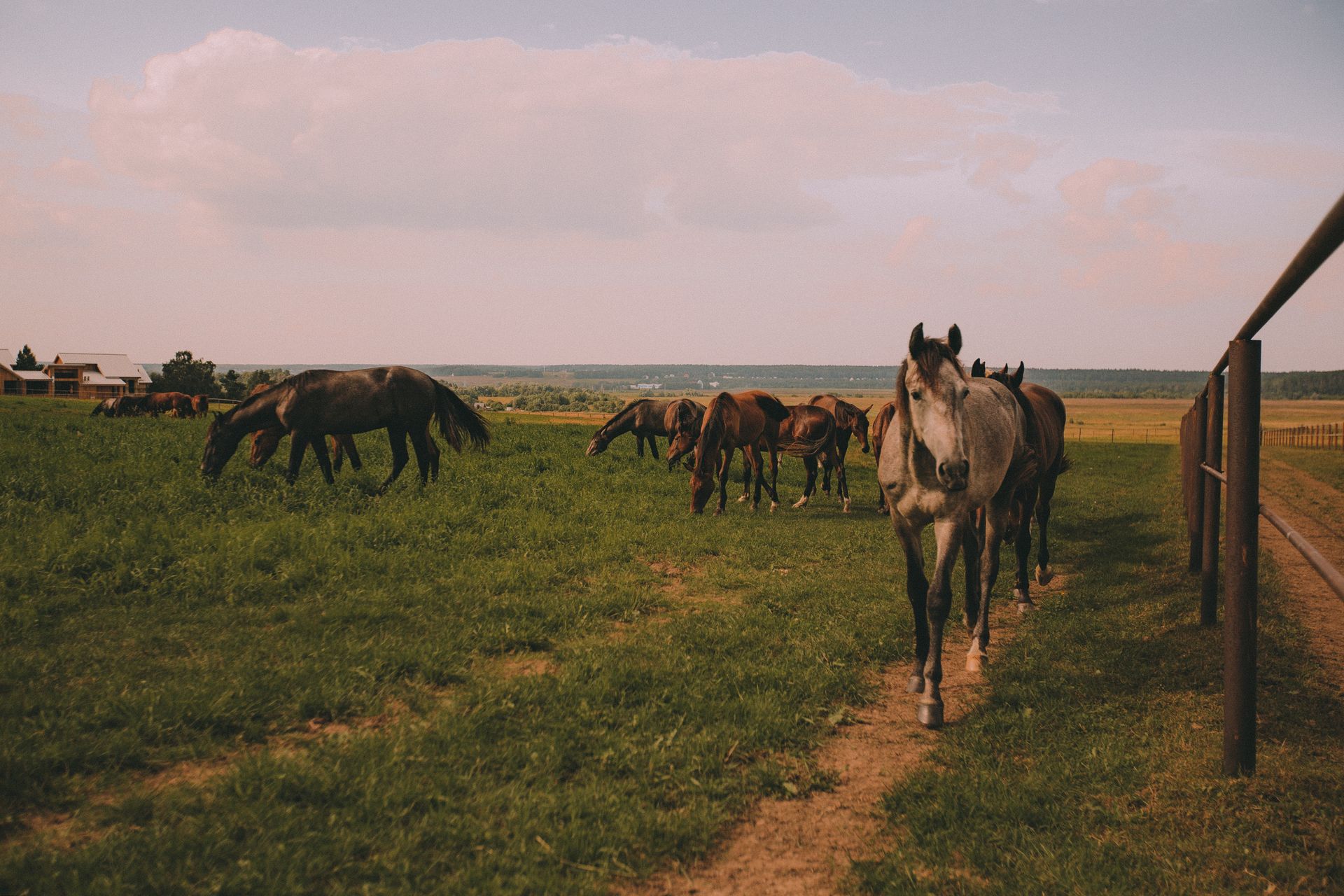 Horses on a Grassy Field